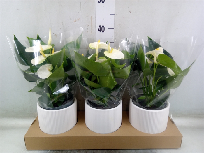 <h4>Anthurium  'Karma White'</h4>