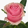 Rosa large celeb