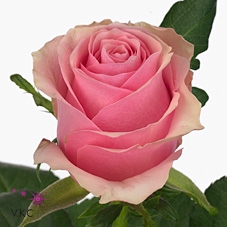 Rosa large celeb