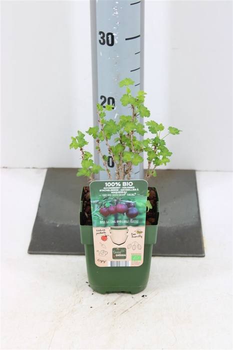Ribes Uva-crispa Captivator P13