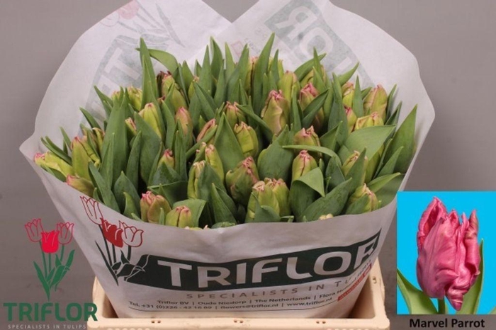 <h4>Tulipa pa marvel parrot</h4>