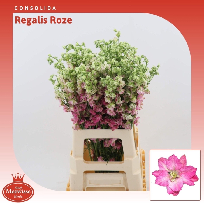 <h4>Consolida Regalis Roze</h4>