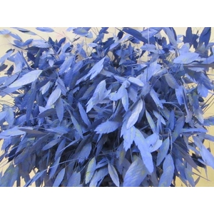 Chasmanthium Blauw