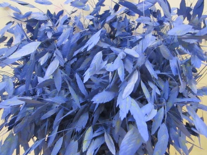 <h4>Chasmanthium Blauw</h4>