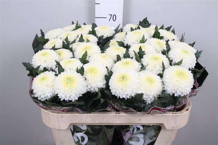 <h4>Chr G Superbowl</h4>