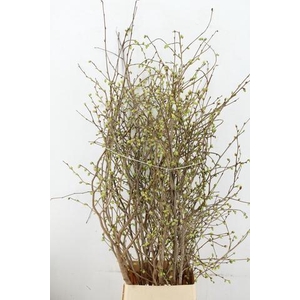 CORYLOPSIS S CYNTHIA 140CM