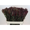 Leucadendron Saf Sunset Dark R.