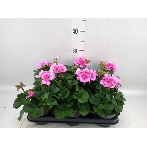 Pelargonium zona.   ...F1