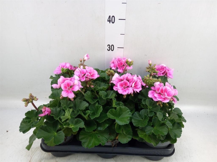 <h4>Pelargonium zona.   ...F1</h4>