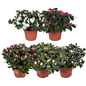 Azalea gemengd (Voorjaar soorten) 13cm