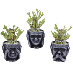 Lucky Bamboo Shape Round 2B in Ceramic pot Ø12cm