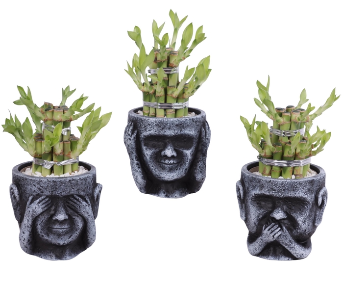 <h4>Lucky Bamboo Shape Round 2B in Ceramic pot Ø12cm</h4>