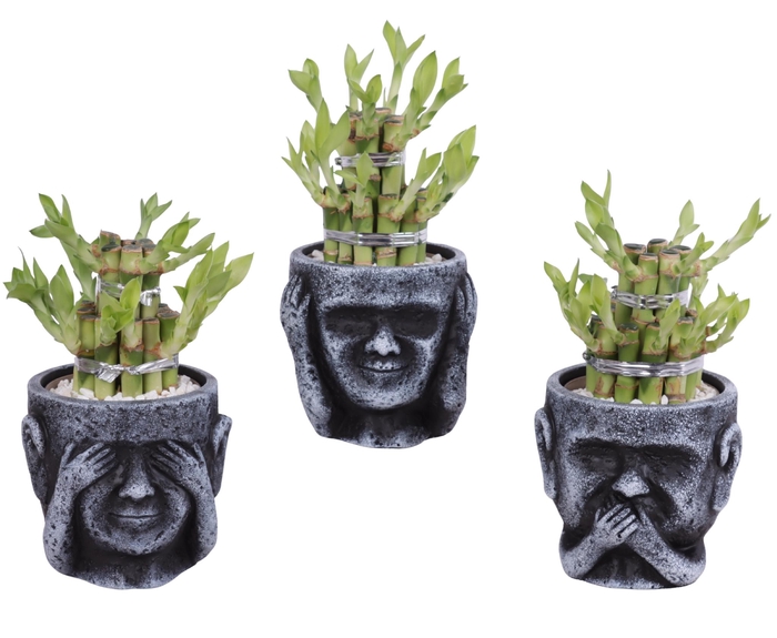 <h4>Lucky Bamboo Shape Round 2B in Ceramic pot Ø12cm</h4>