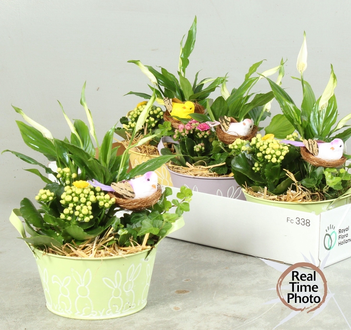 <h4>ARR KAMERPL</h4>