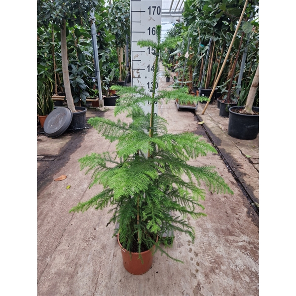 <h4>Araucaria toef 150</h4>