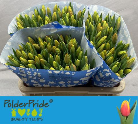 <h4>TU EN DOW JONES</h4>