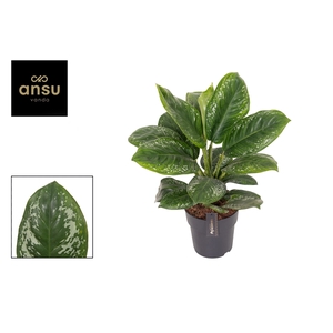 Aglaonema Onyx Green