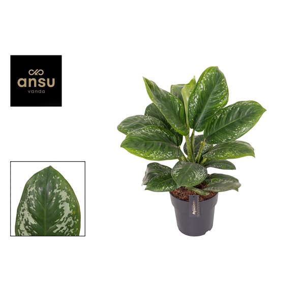 <h4>Aglaonema Onyx Green</h4>