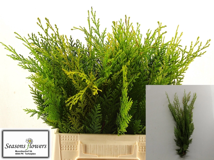 <h4>KERSTGROEN OV BS</h4>