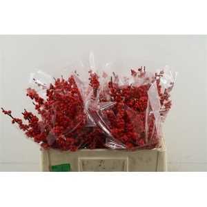 Ilex Ve Rode Bes 50cm