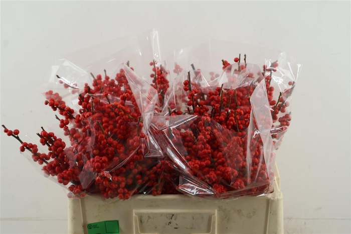 <h4>Ilex Ve Rode Bes 50cm</h4>