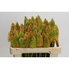 Kniphofia Eycone Peach