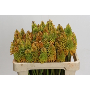 Kniphofia Eycone Peach