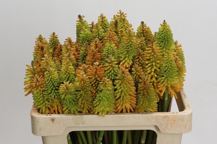 <h4>Kniphofia Eycone Peach</h4>