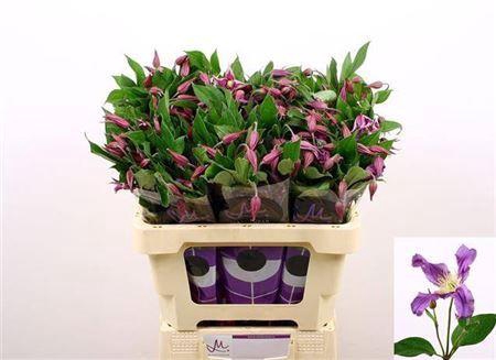 <h4>Clematis Amazing Rome Purple</h4>