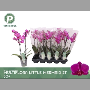 PHAL MF LITT MERMAID