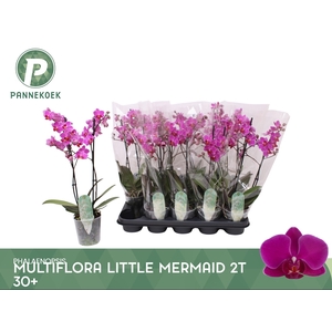 PHAL MF LITT MERMAID