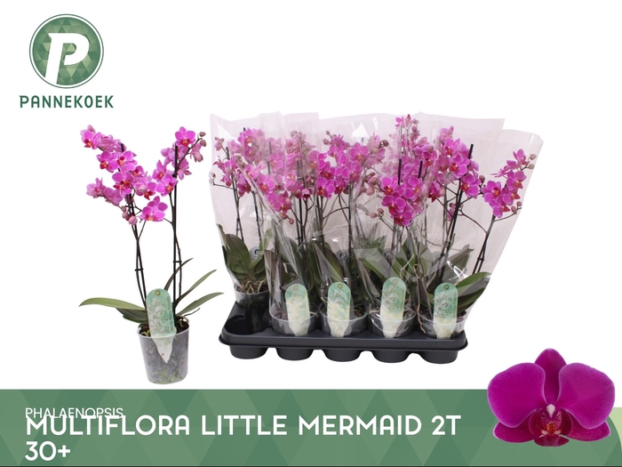 <h4>PHAL MF LITT MERMAID</h4>