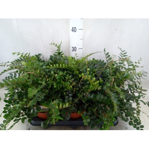 Pellaea rotundifolia