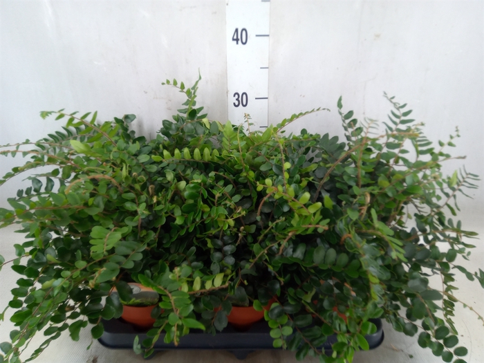 <h4>Pellaea rotundifolia</h4>