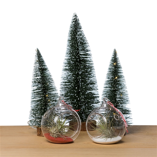 10cm Kerstbal + Tillandsia (X-mas decoration Red/White)