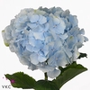 Hydrangea verena blue