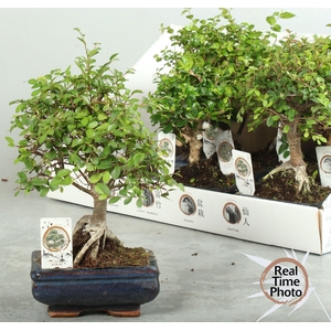 BONSAI GEM