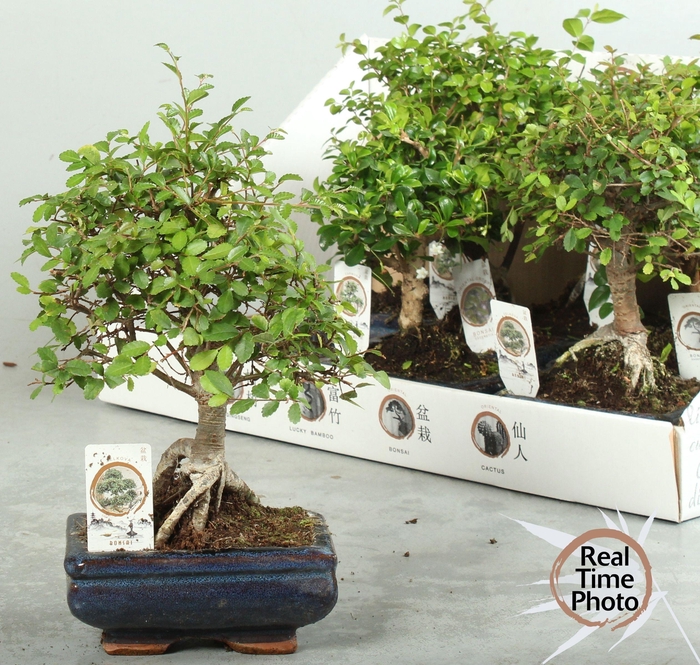 <h4>BONSAI GEM</h4>