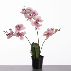 AF Orchid x3 in pot H61cm Pink