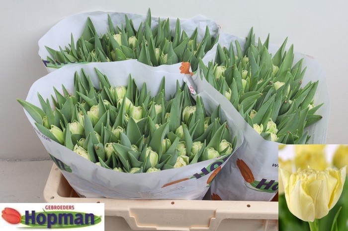 <h4>Tu Du Piste</h4>