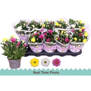 Chrysant Carnaval 12 Cm