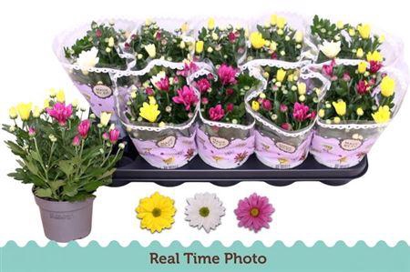 <h4>Chrysant Carnaval 12 Cm</h4>