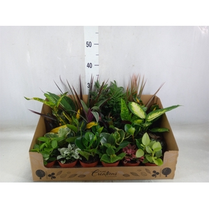 Planten Groen   ...mix 24