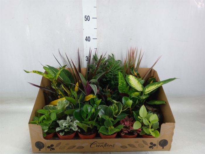 <h4>Planten Groen   ...mix 24</h4>