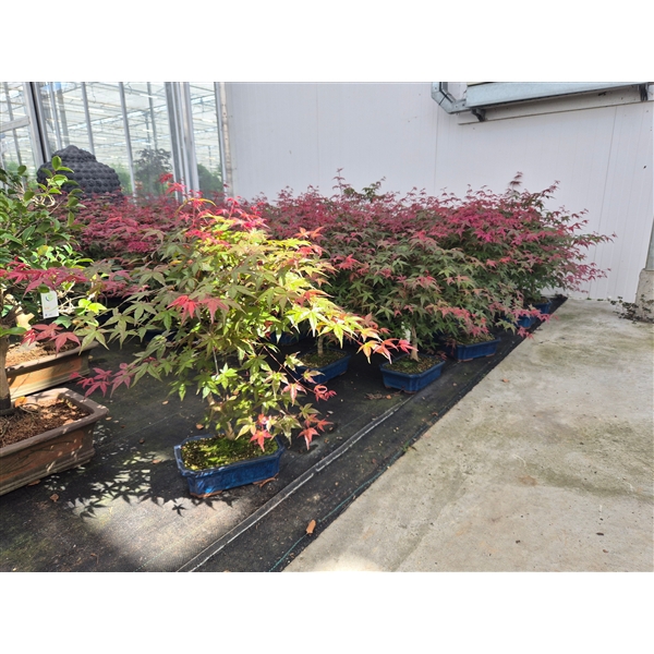 <h4>Acer palmatum Deshojo, 25cm.</h4>