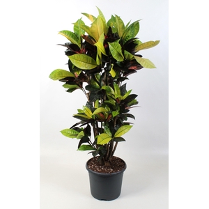 Codiaeum Iceton vertakt 24 cm