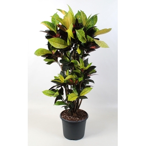 Codiaeum Iceton vertakt 24 cm