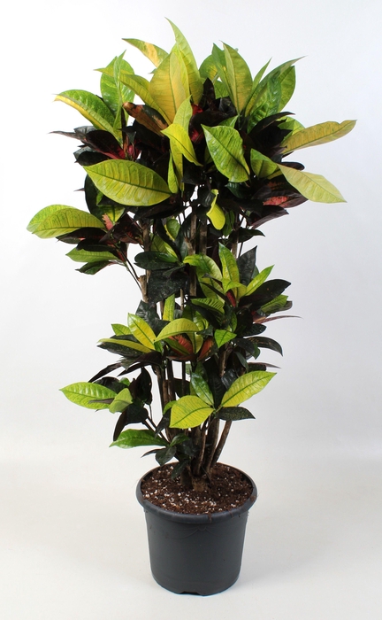 <h4>Codiaeum Iceton vertakt 24 cm</h4>