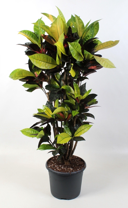 <h4>Codiaeum Iceton vertakt 24 cm</h4>
