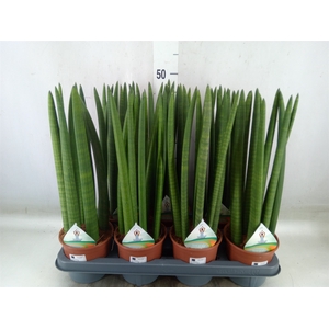 Sansevieria cyl.  ...